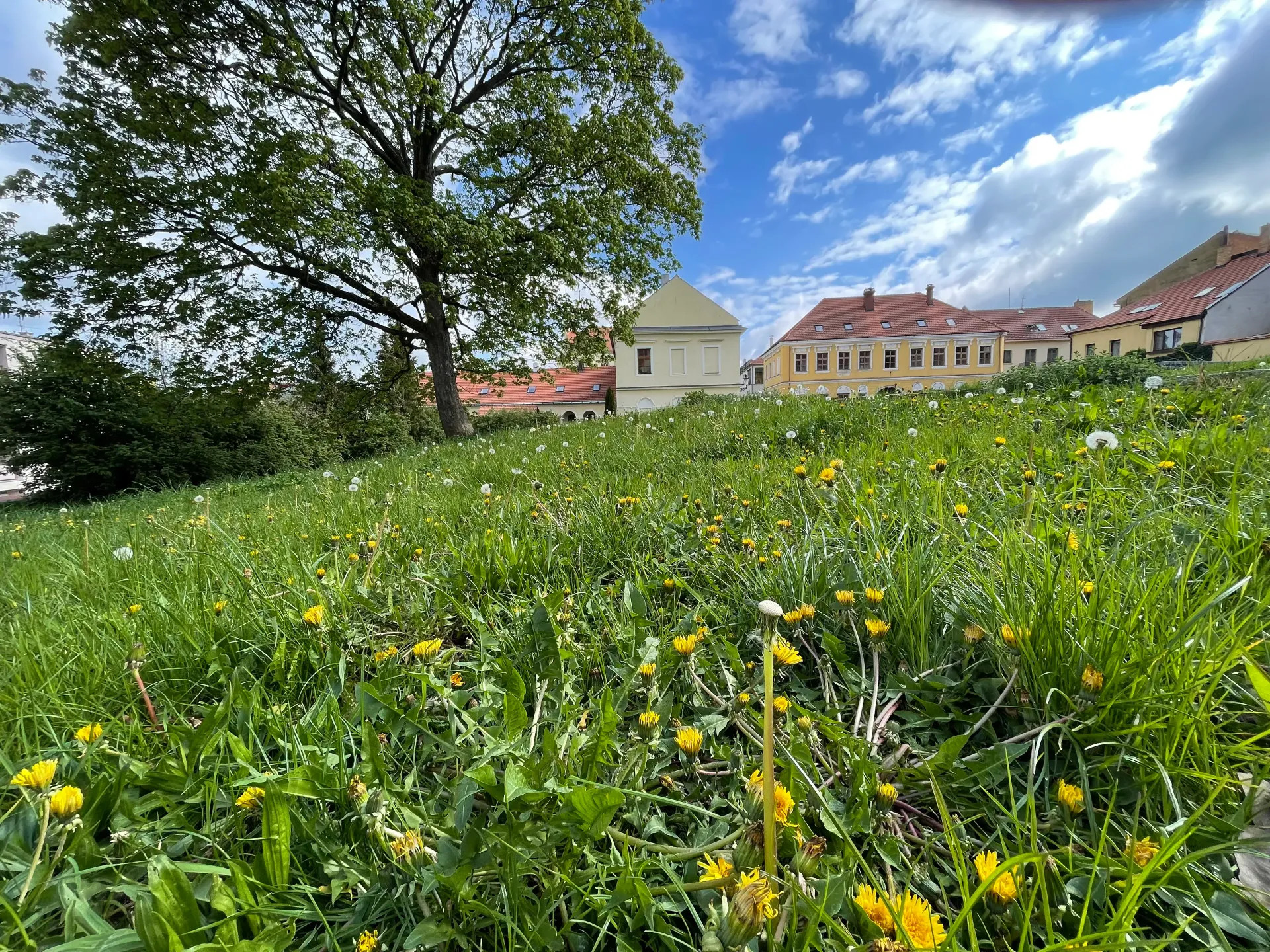 Nesečený trávník v proluce U Koupadel, který má ve správě Zelená peřina. Foto: Tomáš Znamenáček